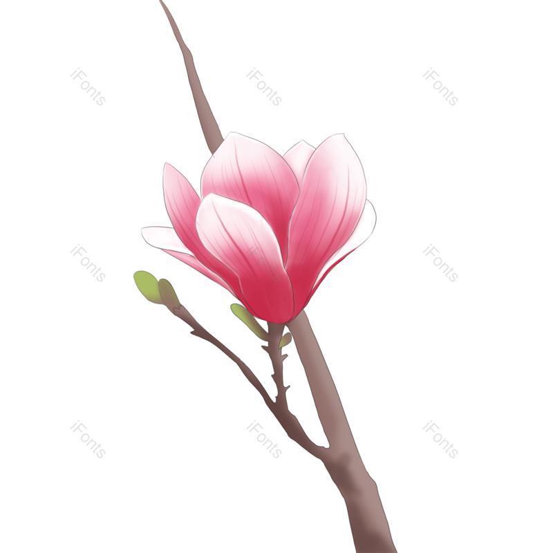 花朵图片,春天元素,粉色PNG,免抠素材